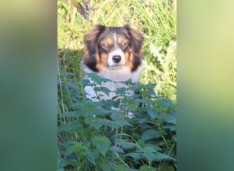 Traumhafte Miniature Australian Shepherd Junghunde ohne Abstammungsnacchweis.