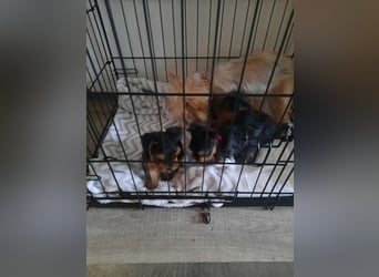 Yorkshire terrier kleinbleibend