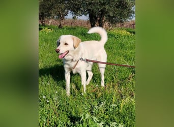Kleiner Rüde BARNEY sucht sein großes Glück