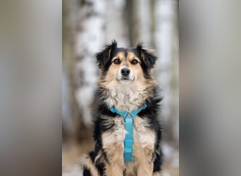 Menschenbezogener Remi sucht seine Familie