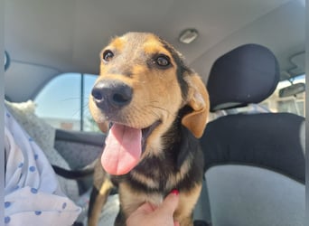 Sammy – kleiner Wirbelwind sucht sein Für-Immer-Zuhause