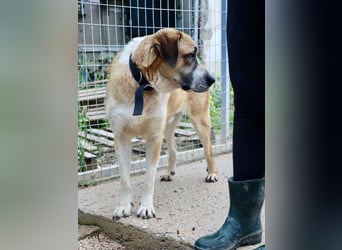 Ruhiger und gelassener Junghund WILLY (2 Jahre) sucht eine Familie