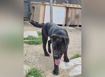 Roscon, will nicht im Tierheim groß werden