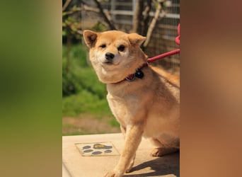 Arabesque PP – Zarte Shiba Inu-Dame sucht ruhiges und einfühlsames Zuhause