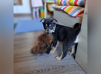 Liebevolles Zuhause für kleinen Pablo gesucht