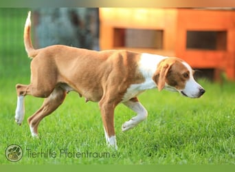 Roxy sucht ein Zuhause