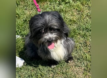 Micha: Hundekind sucht ein Zuhause