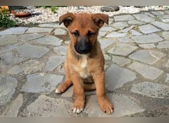 Sammy, ein verspieltes Hundekind auf der Suche nach einem Zuhause fürs Leben