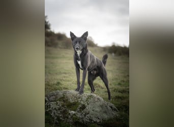 Canaan Dog-Welpen (Kanaan-Hund)