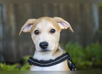 Bailey SI – 3 Jungs suchen ihr großes Abenteuer