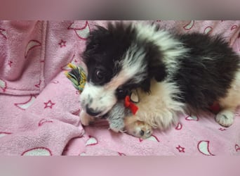 Kleine Lola sucht ein Zuhause