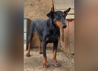 Dobermann-Mix LUNA sucht ihr Zuhause!