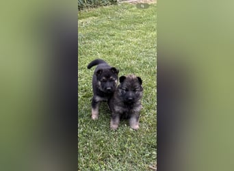 Verkaufe Deutsche Schäferhundwelpen