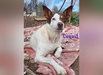 Cuqui1 geb. 06/2019 (ESP) - entspannte und liebe kleine Ratonero Bodeguero Andaluz Hündin!