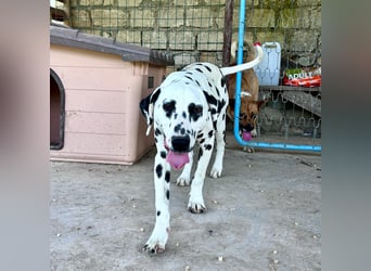 Snoopy - RESERVIERT - Herzenshund: verspielt u. fröhlich, trotz Handicap ein echter Sonnenschein