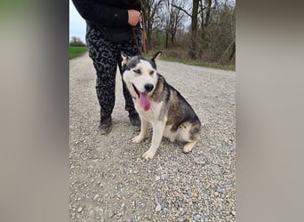 Kona ein trauriger Engel
