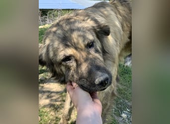 Nandi, geb. ca. 03/2020, lebt in GRIECHENLAND, städt. Tierheim Serres