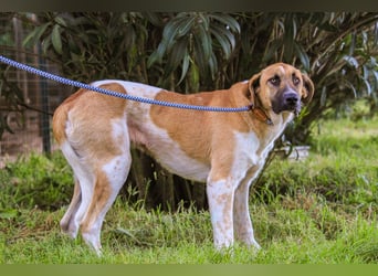 Edgar, Mix Labrador / Rafeiro Alentejano, lieb und sozial
