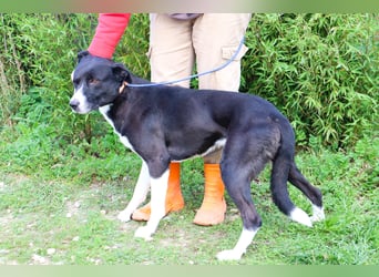 Garoto, Mix Labrador / Dogge - freundlich und sozial