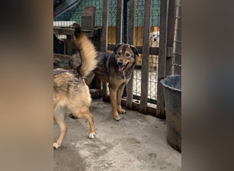 SALIA, Hündin, 7 Jahre, 51 cm, Mischling, Tierschutz