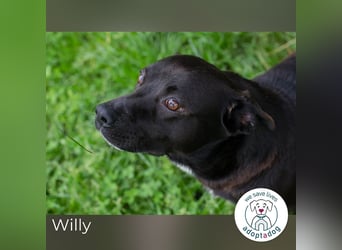 Willy: Sucht ein Zuhause