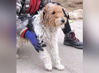 FOXTERRIER MOCSING SUCHT DRINGEND SEINE FAMILIE