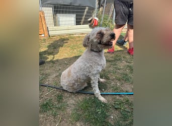 Mano, super liebe Puli Mischlingshündin geb. 2020