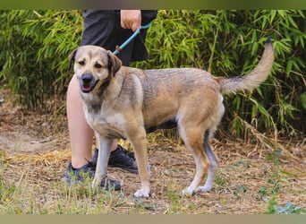 Mya, Mix Schäferhund / Rafeiro Alentejano, lieb und sozial