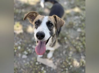 Hundeherz  sucht Familienglück 