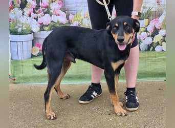 Anubis, fröhlicher Kerl sucht aktive Menschen