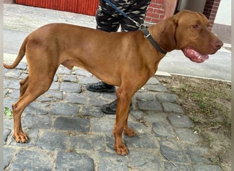 Carlos, geboren 08.01.2021, 69cm sucht aktives Zuhause