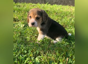 Beagle Welpen