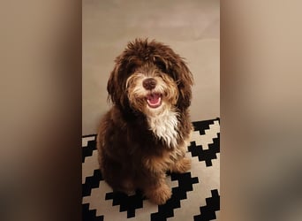 Aussiedoodle Traum ! Bezaubernde Welpen in tollen Farben aus erfahrener+überprüfter Familienaufzucht