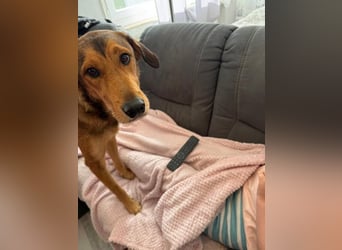 Gordon sucht neues Zuhause