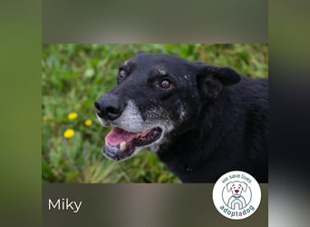 Miky: Sucht dich!