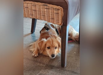 Bolota, Mix Dackel / Spaniel, noch schüchtern und ängstlich