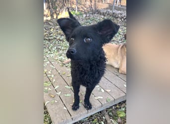Freundlicher PANCHO ist ein liebevoller und allseits beliebter Traumhund