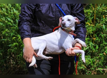 Crystal, Mix Pinscher / Chihuahua, lieb und verträglich