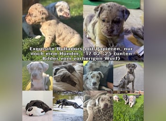 Exquisit Bulladors (Labrador, English Bulldogge)mit vollen Papieren, Ahnentafeln, Gesundheitszeugnis