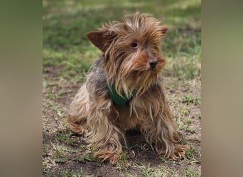 Gimli sucht ein einfühlsames Zuhause