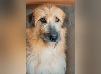 Wakame, wunderbare Dame ihrer Rasse, Gos d Atura /Briard Mix