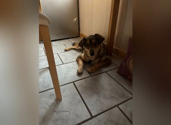 Liebevolles Zuhause für Zhuzhik gesucht