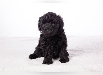 Maltipoo