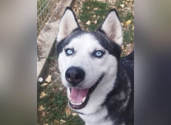 Luna, vermutlich ein reinrassiger Husky, sucht Kenner ihrer Rasse !
