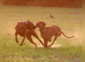 Rhodesian Ridgeback Welpen VDH /FCI