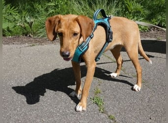 Emma - ein Schatz auf vier Pfoten