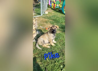 Reinrassige Schäferhund Welpen mit SV Papieren