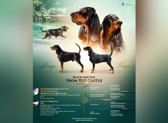 Black and Tan Coonhound Welpen
