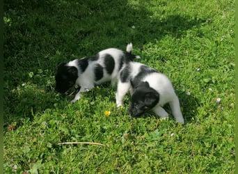 Foxterrier 