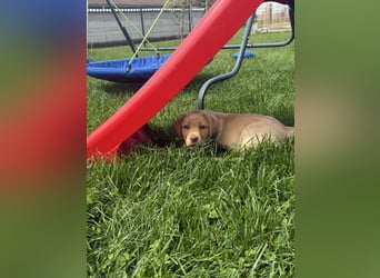 Labrador Welpen mit Ahnentafel